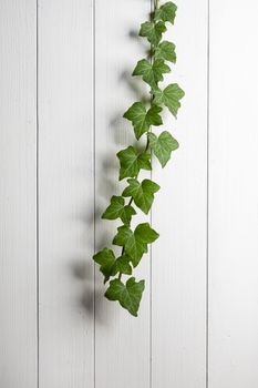 a branch of climbing ivy on a white wooden wall