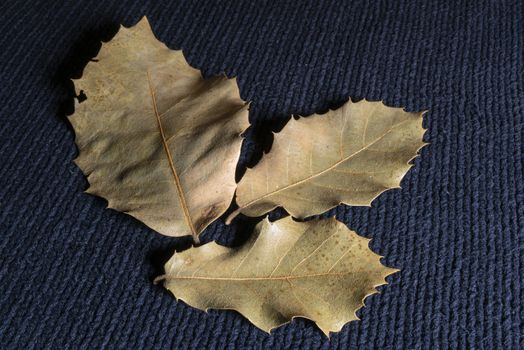 some dry leaves on a sweater in autumn