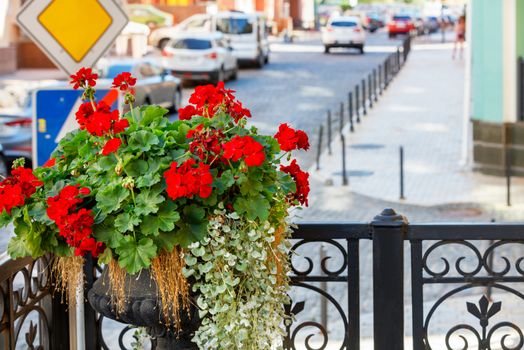 A vase of bright red geraniums adorns the building's front balcony against a blurred city street, selective focus, text space.