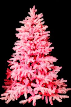 Unusual artificial christmas pine tree in neon pink color isolated on black background