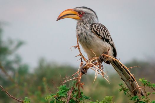 Southeren Yellow-billed hornbill sitting on a branch in the African bush. Safari wildlife.