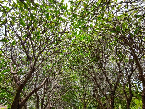 Plumeria trees with leaves and without flowers used for background