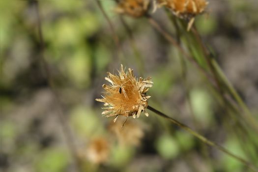 Single-flowered sawwort seed head - Latin name - Klasea lycopifolia (Serratula lycopifolia)