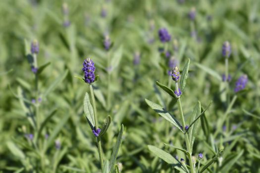 Common lavender leaves - Latin name - Lavandula angustifolia (Lavandula officinalis)