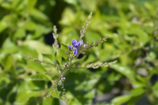 Golden Dewdrop flowers - Latin name - Duranta erecta