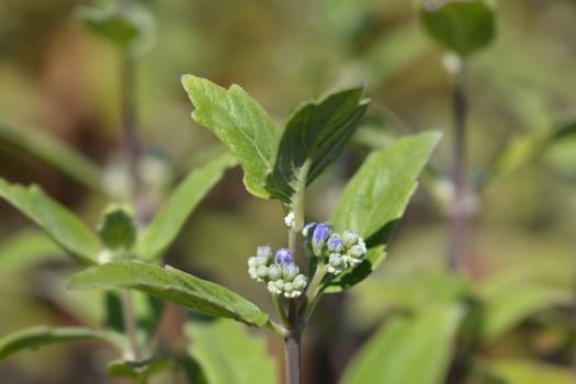 Bluebeard flowers - Latin name - Caryopteris x clandonensis