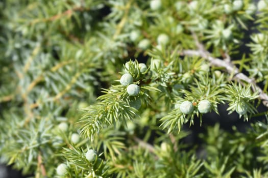 Shore Juniper Schlager branch - Latin name - Juniperus conferta Schlager