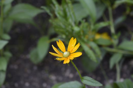 Gloriosa Daisy Irish Eyes - Latin name - Rudbeckia hirta Irish Eyes