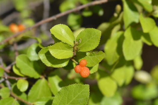 Crossberry fruit - Latin name - Grewia similis