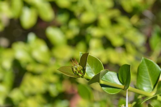 Natal plum leaves - Latin name - Carissa macrocarpa