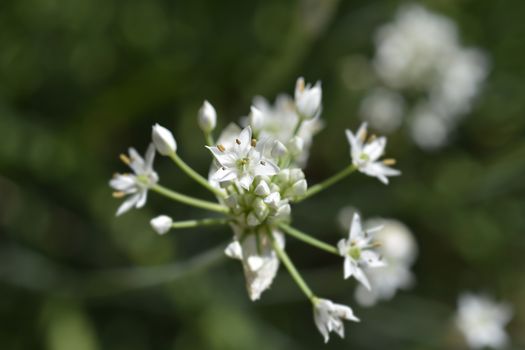 Slender false garlic flower bud - Latin name - Nothoscordum gracile