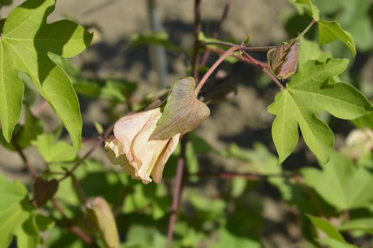 Levant cotton leaves and flower - Latin name - Gossypium herbaceum