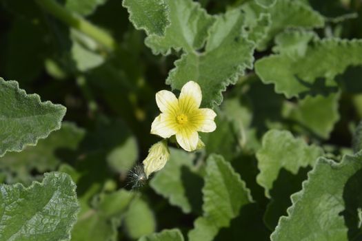 Squirting cucumber - Latin name - Ecballium elaterium