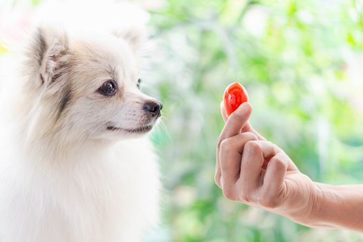 Closeup cute pomeranian dog looking red cherry tomato in hand with happy moment, selective focus
