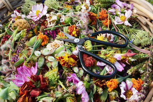 Close-up of open florist scissors on bed of cut dead flowers and seed pods from a flower garden