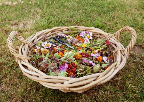 Large gardener's basket full of faded flower blooms and seed cases, cut to encourage new flowers