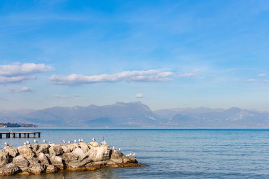 Seagulls on pebbles by the lake under a blue sky, horizontal landscape image