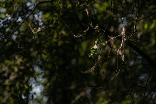 Close-up of spindle ermine moth silk threads and webs on infested tree.