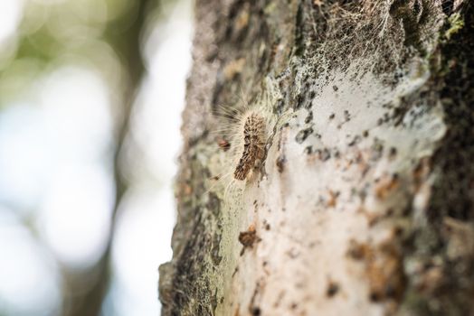 Hairs of processionary caterpillars are dangerous for humans and pets.