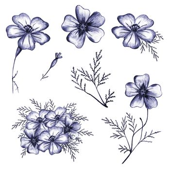 Set of Blue Hand-Drawn Isolated Flower. Monochrome Botanical Plant Illustration in Sketch Style. Thin-leaved Marigolds for Print, Tattoo, Design, Holiday, Wedding and Birthday Card.