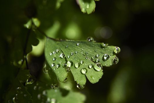 Fern leaves with small drops of water, details, macro photography