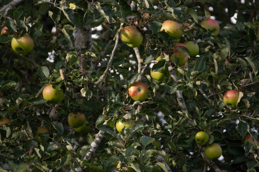 Apple tree with apples ready for picking in late afternoon sun . High quality photo