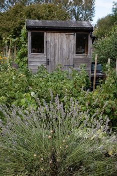 Allotment with produce and lavender flowers and garden shed in Oxfordshire. High quality photo