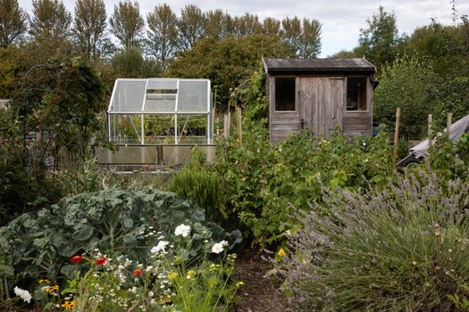 Allotment with produce and flowers and garden shed and greenhouse in Oxfordshire. High quality photo