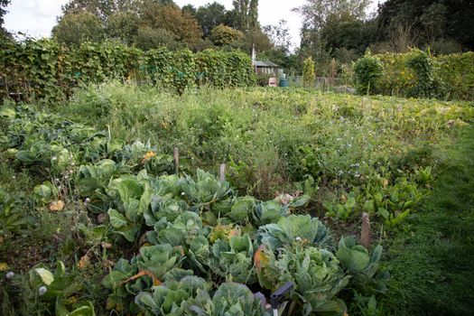 Allotment in September badly looked after and gone to seed with cabbages eaten by garden pests. High quality photo