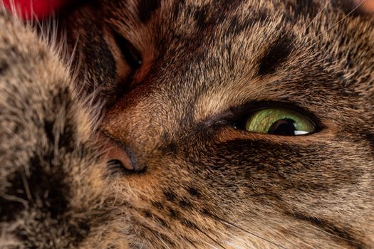 domestic green eyed tabby cat face close-up view with selective focus
