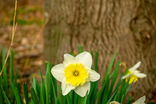 A Patch of White and Yellow Tulips With a Tree Stump Behind Them