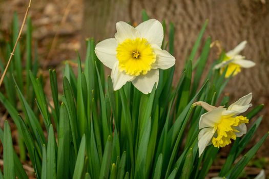 A Patch of White and Yellow Tulips With a Tree Stump Behind Them