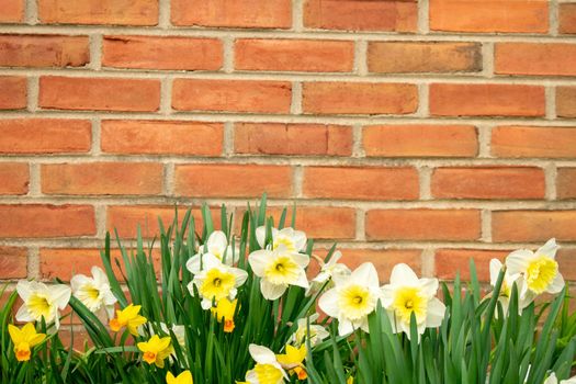 A Patch of White and Yellow Tulips on a Brick Wall During Spring in Suburban Pennsylvania