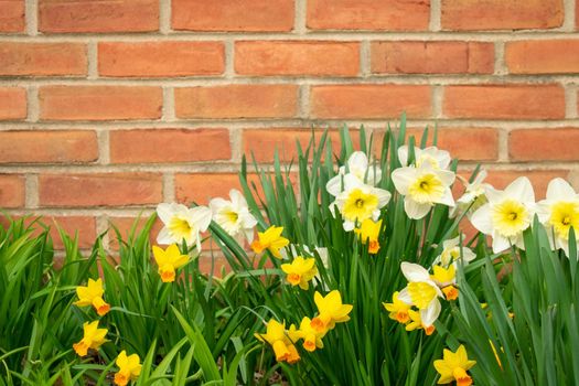 A Patch of White and Yellow Tulips on a Brick Wall During Spring in Suburban Pennsylvania