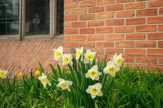 A Patch of White and Yellow Tulips on a Brick Wall During Spring in Suburban Pennsylvania