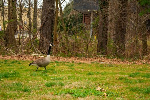 A Wild Goose in a Patch of Green Grass in a Park in Suburban Pennsylvania