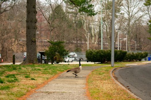 A Wild Goose in the Middle of the Sidewalk in a Park in Suburban Pennsylvania