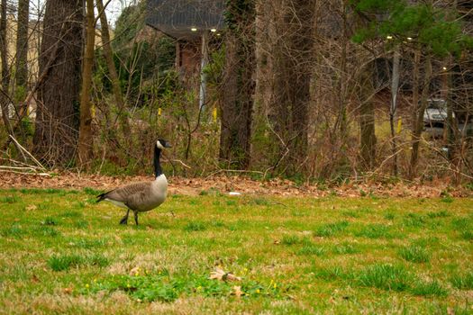 A Wild Goose in a Patch of Green Grass in a Park in Suburban Pennsylvania