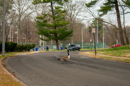 A Wild Goose Crossing the Blacktop Road in a Park in Suburban Pennsylvania