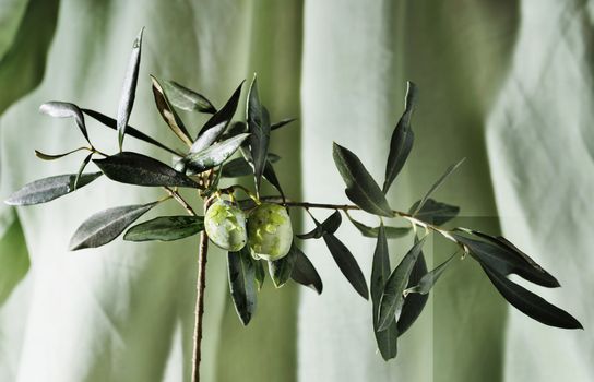 Little branch with leaves and two green olives on colored background , water drops on olives