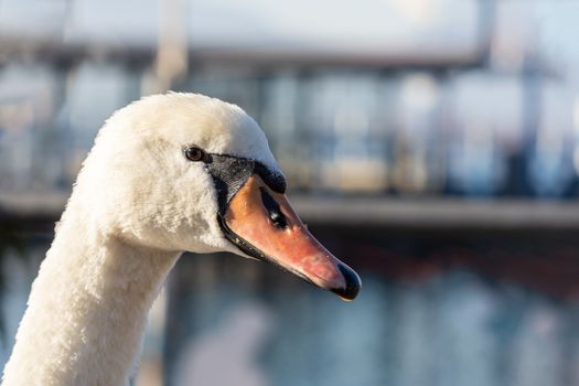 Close up portrait of great white swan, orange-billed bird