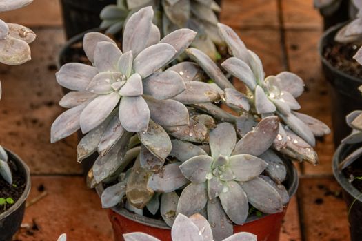 Variety of cactus plants, succulents arranged harmoniously