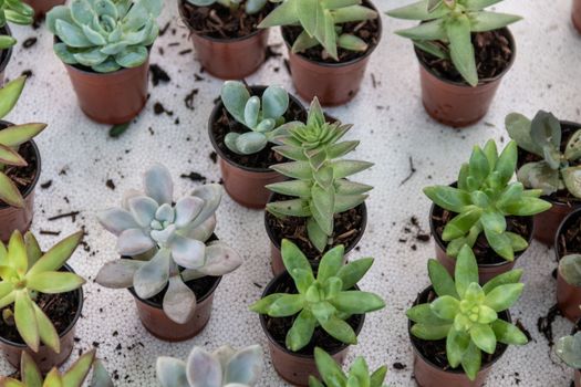 Variety of cactus plants, succulents arranged harmoniously