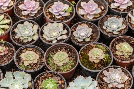 Variety of cactus plants, succulents arranged harmoniously