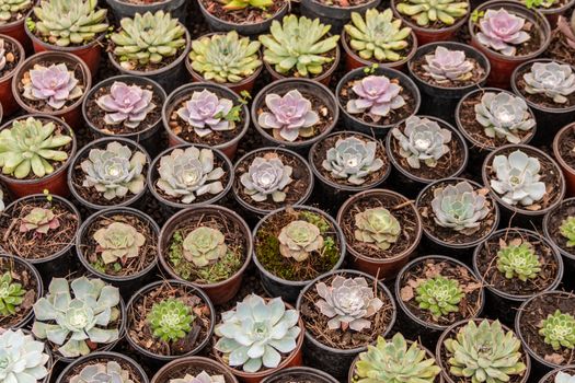 Variety of cactus plants, succulents arranged harmoniously