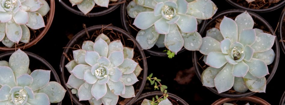 detail of cacti plant, succulents, variety of species. urban gardening