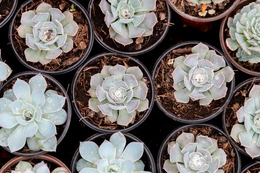 Variety of cactus plants, succulents arranged harmoniously