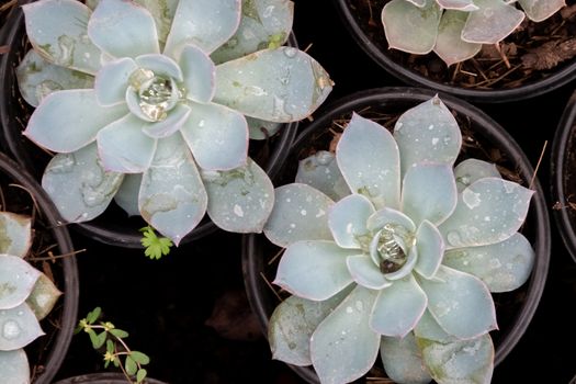 detail of cacti plant, succulents, variety of species. urban gardening