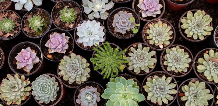 Variety of cactus plants, succulents arranged harmoniously