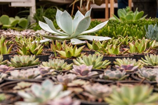 Variety of cactus plants, succulents arranged harmoniously